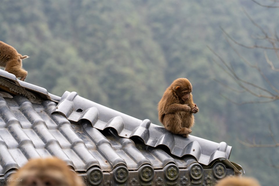 《峨眉山猴砸》· 冬淋