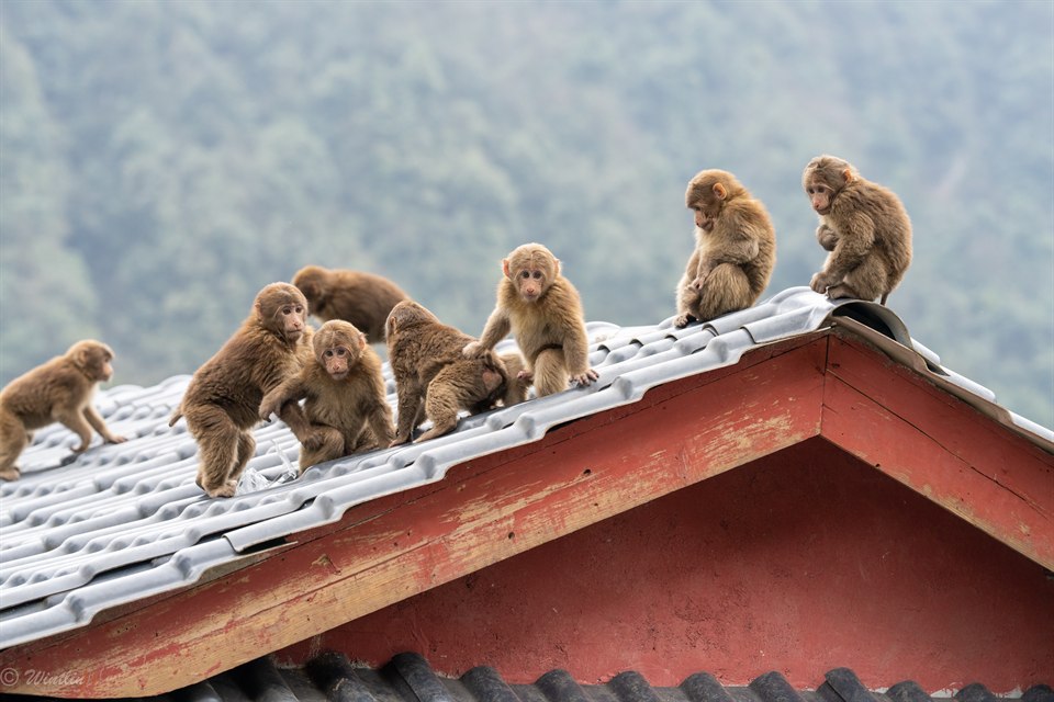 《峨眉山猴砸》· 冬淋