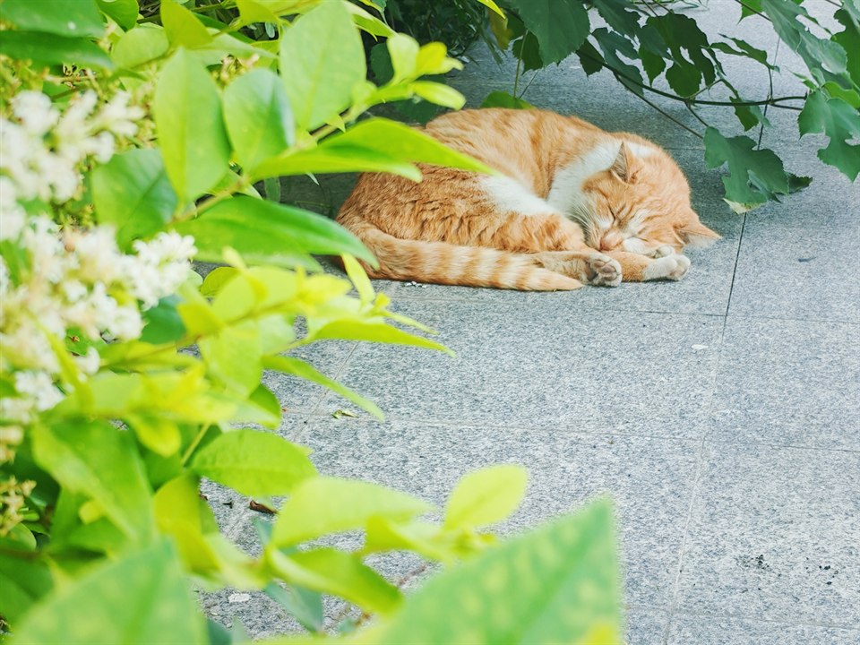 《校园一隅》· 泽