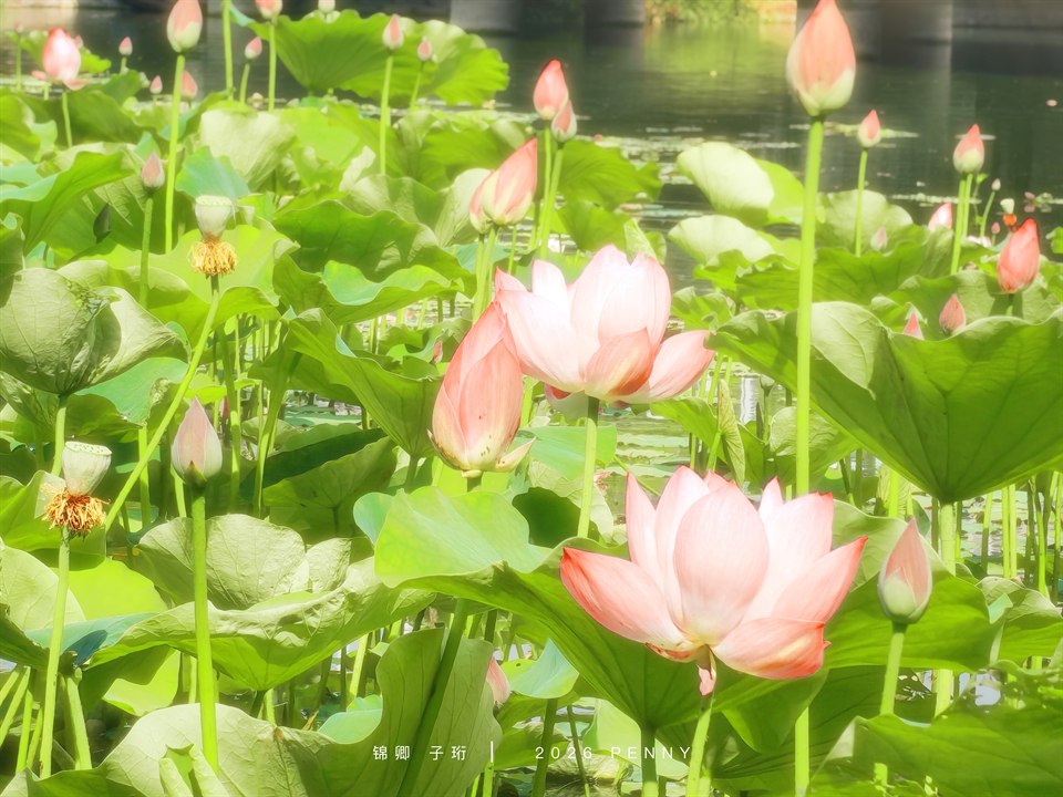 《校园一隅》· 泽