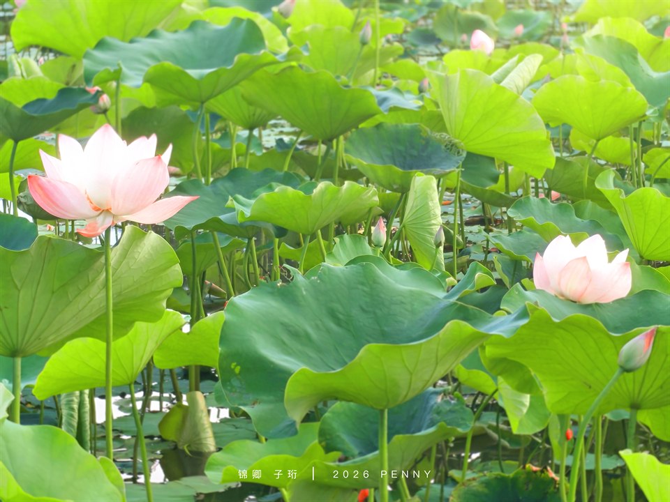 《蓬苞初开，清风满塘。》· 泽