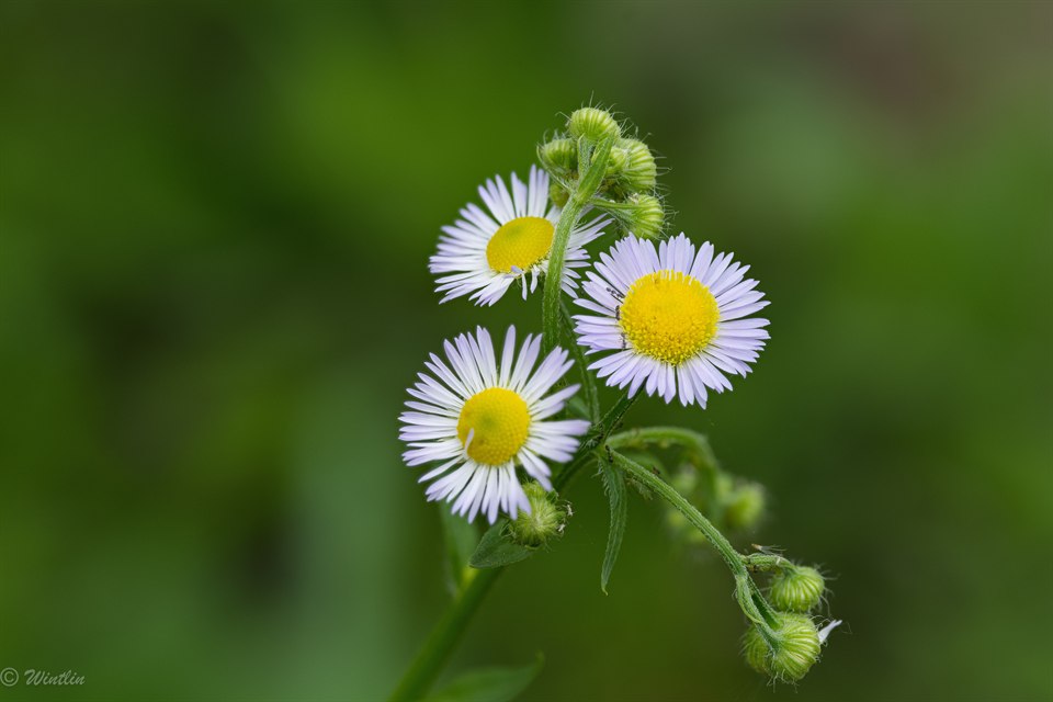 《清新脱俗小雏菊》· 冬淋