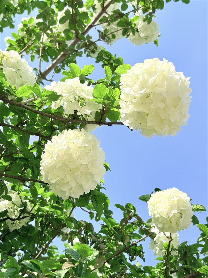 《自然一隅》· Szhhh🌷