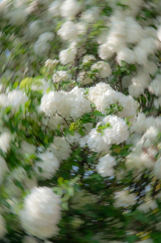 🌸