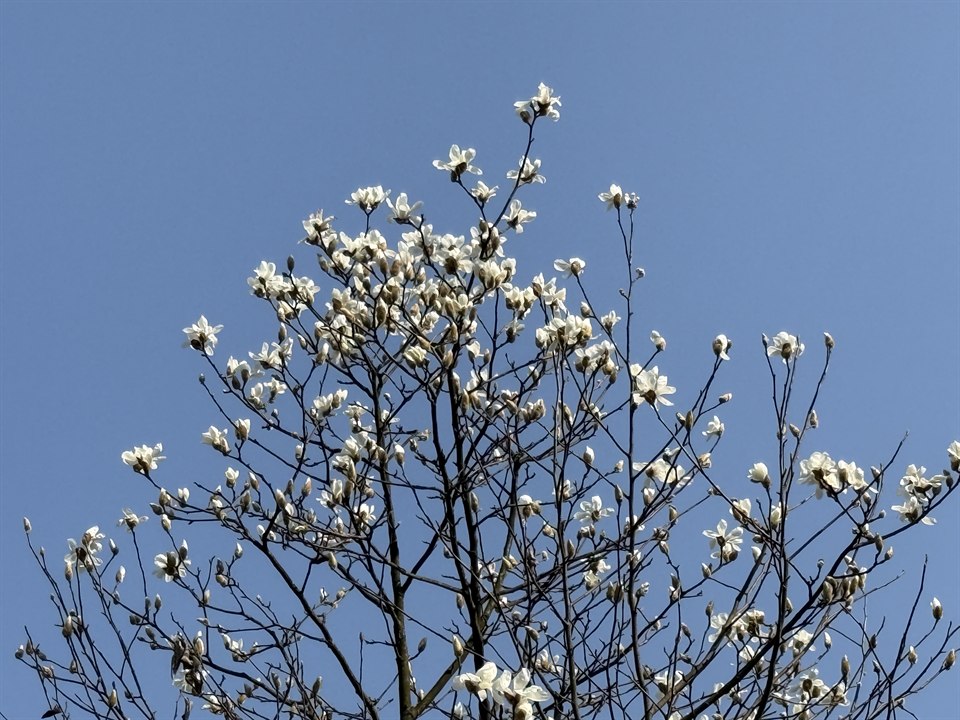 🌸