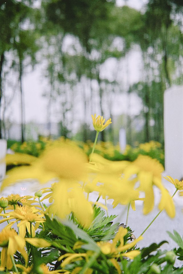 《自然一隅》· h