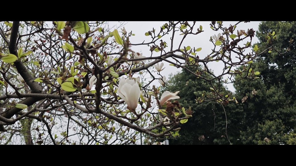 《绿&粉》· 简尔
