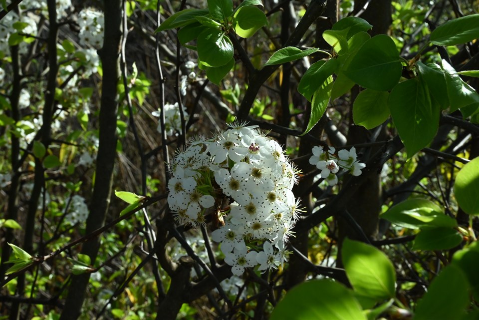 梨花、樱花、银荆花与油菜花(阳光下这些花都很漂亮,有春天的气息)