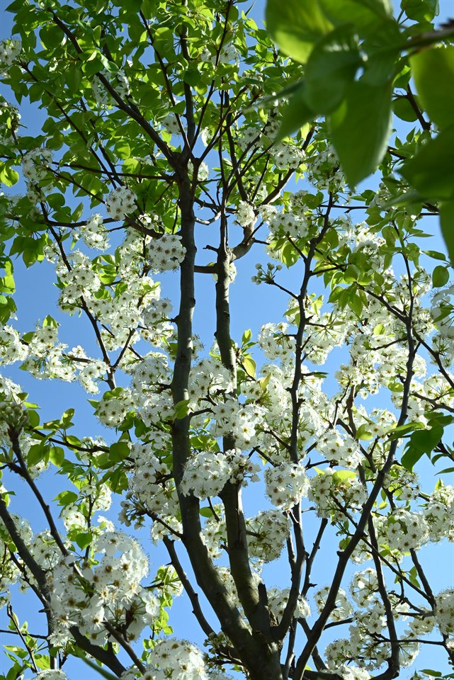 梨花、樱花、银荆花与油菜花(阳光下这些花都很漂亮,有春天的气息)