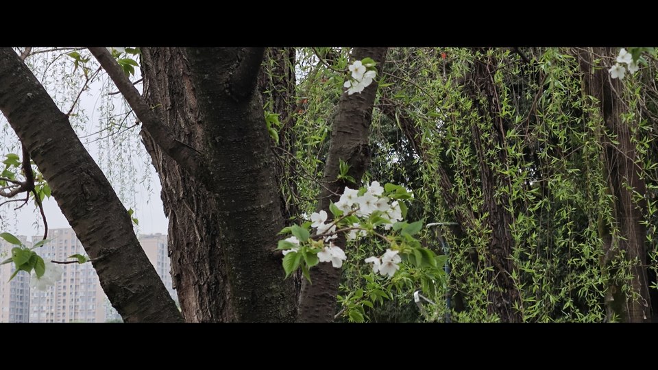 《绿&粉》· 简尔