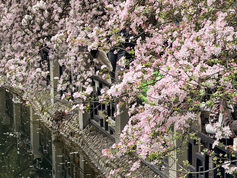 《海棠🌸》· 杜焱
