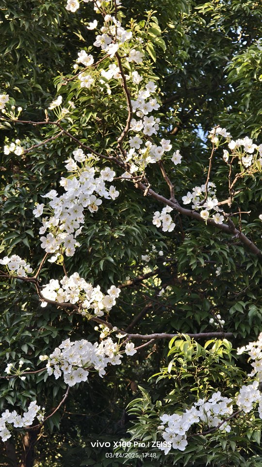 🌸