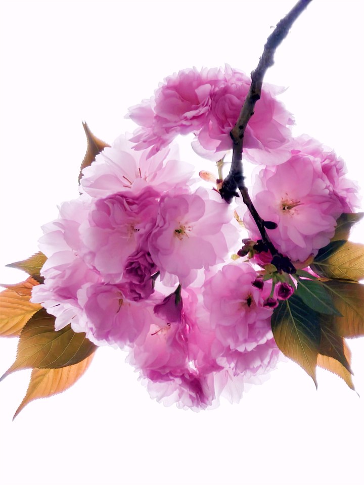 🌸