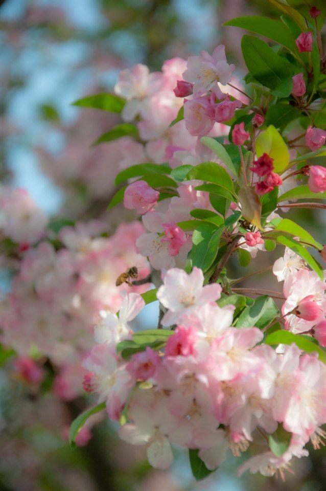 🌸