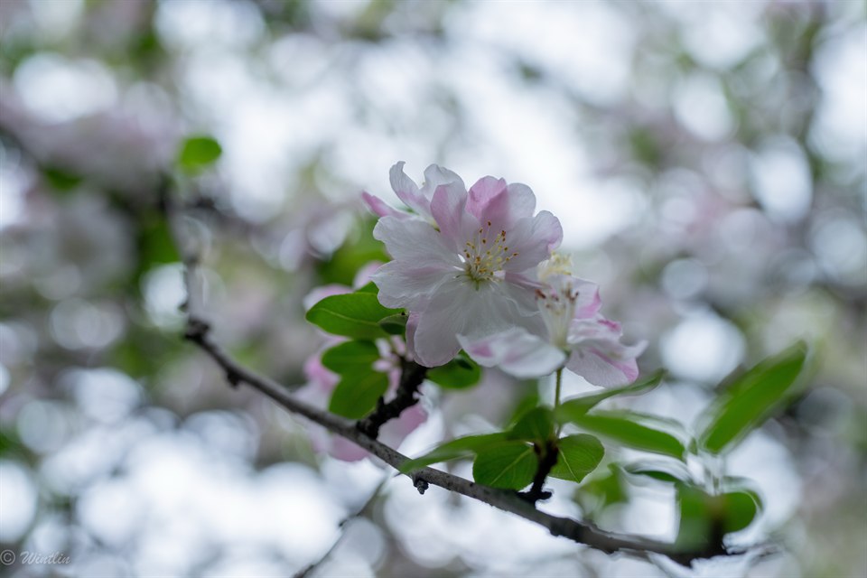 《棠湖公园》· 冬淋
