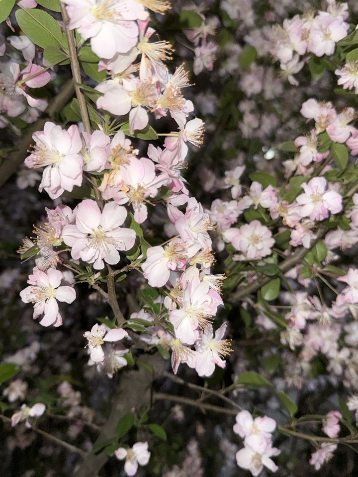 🌸