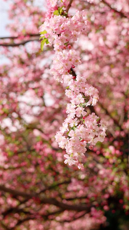 🌸🌸🌸