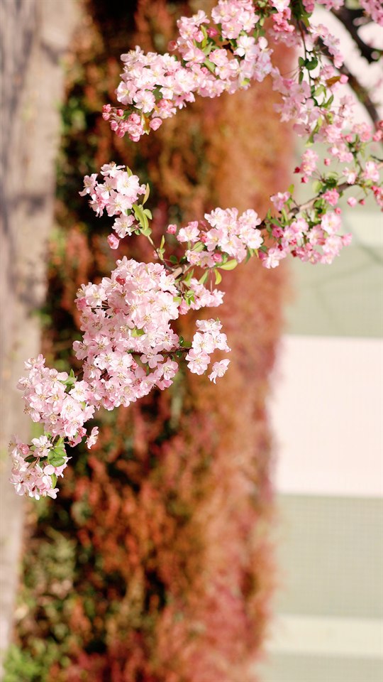 🌸🌸🌸