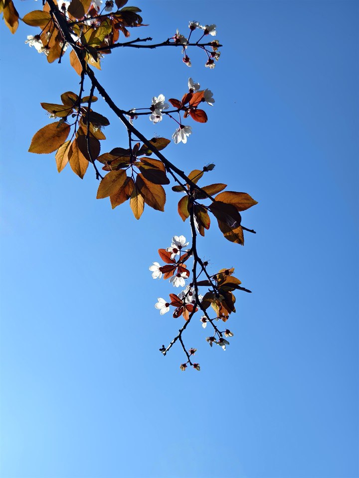 🌸