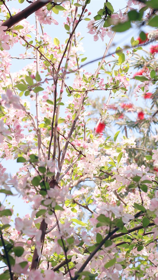 🌸🌸🌸