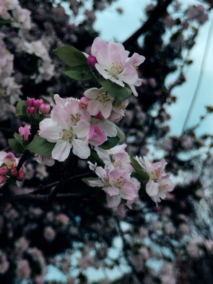 🌸