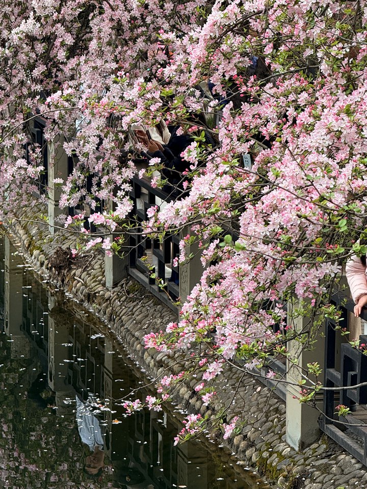 《海棠🌸》· 杜焱