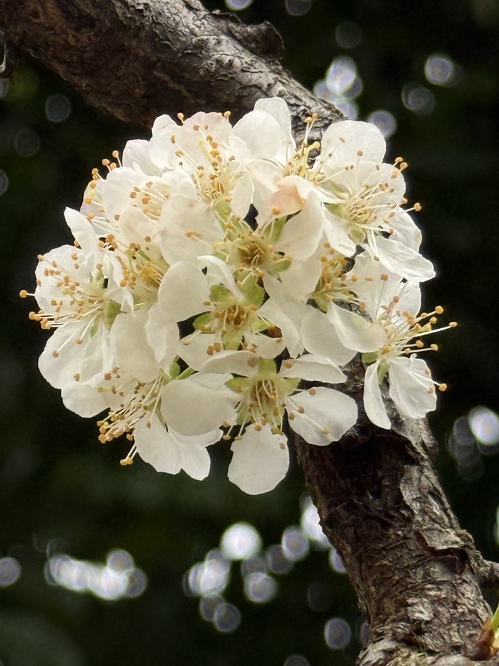 🌸