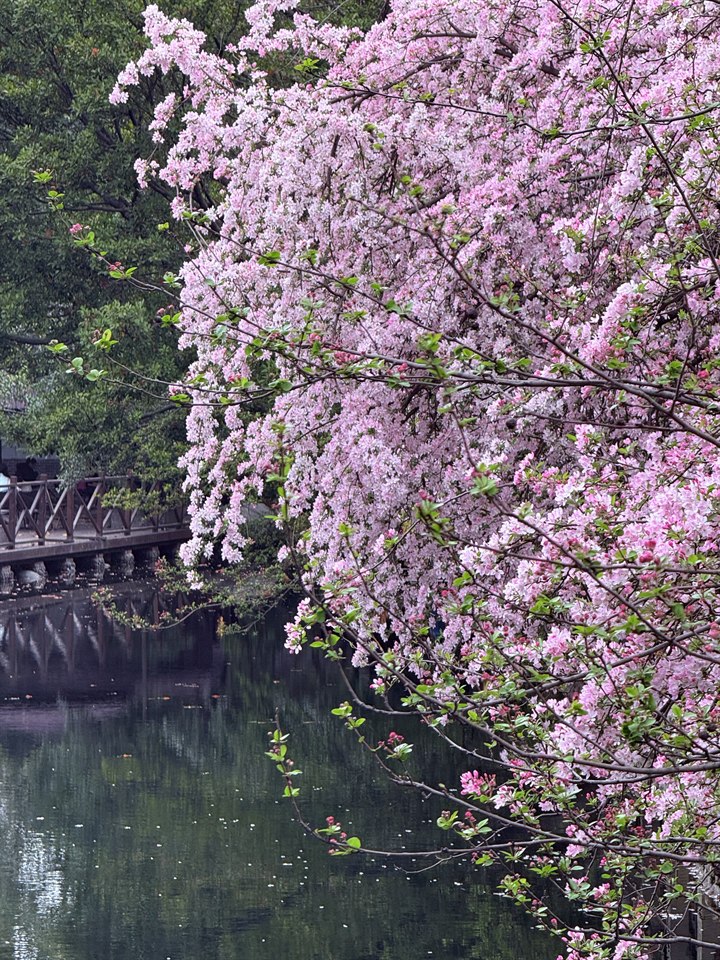 《海棠🌸》· 杜焱