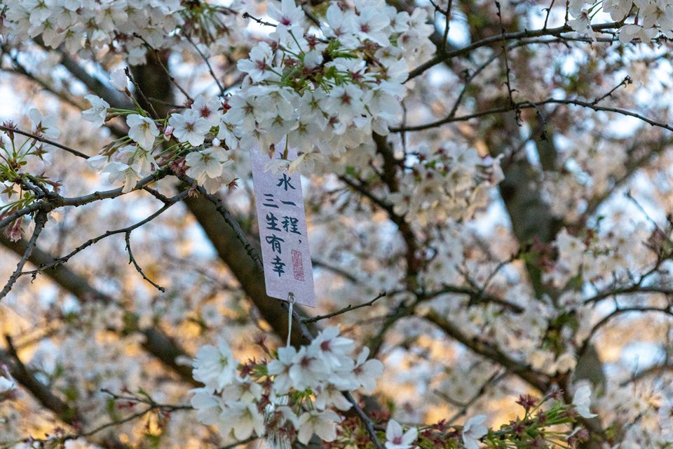 《樱花飘落的速度是每秒五厘米》· 卡乐C