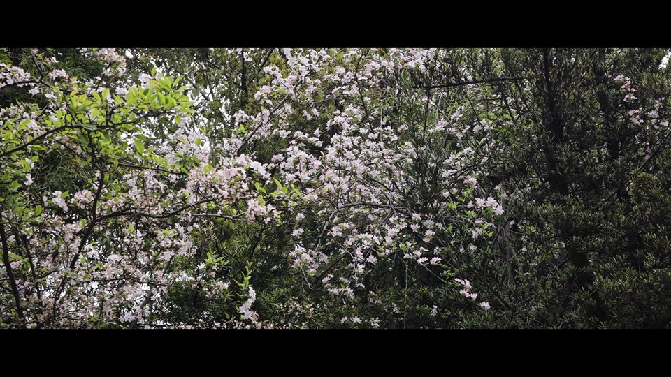 《绿&粉》· 简尔