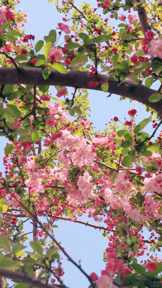 🌸🌸🌸