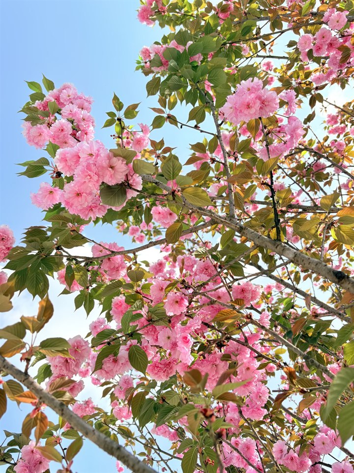 《自然一隅》· Szhhh🌷