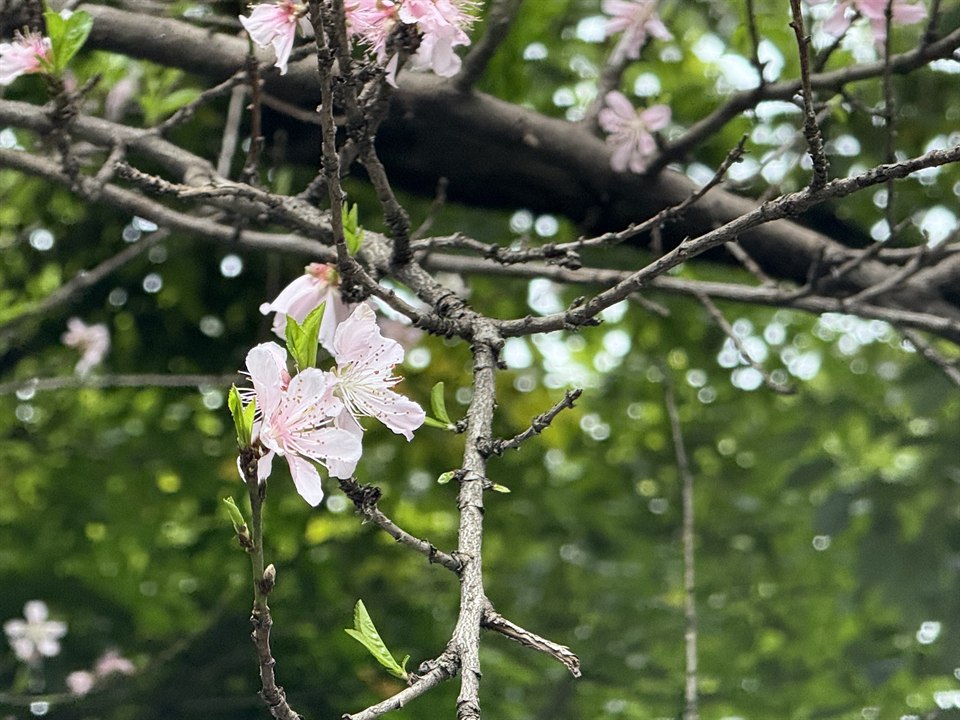 《海棠🌸》· 杜焱