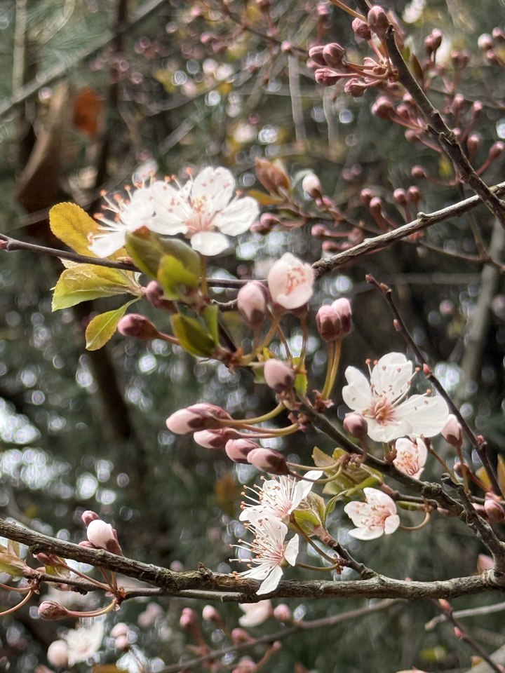 🌸