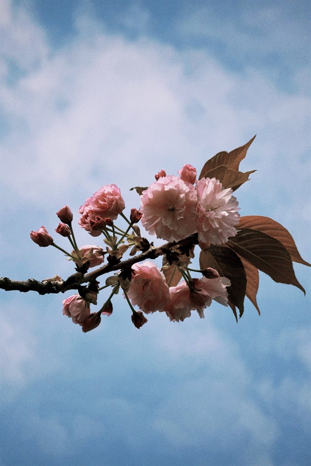 《自然一隅》· h