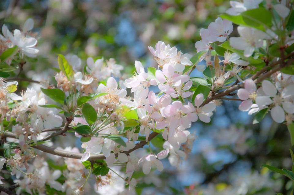 🌸