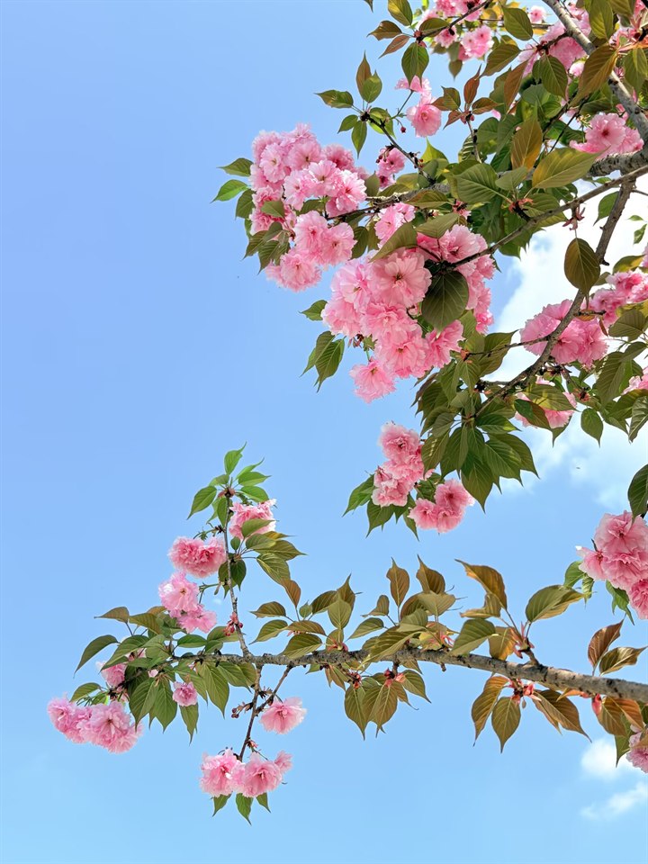 《自然一隅》· Szhhh🌷